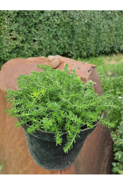 Очиток лідійський - 3л/вис.10-15см/Ø25-30см